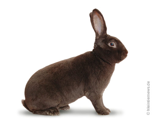 Havannakaninchen