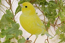 Kanarienvogel
