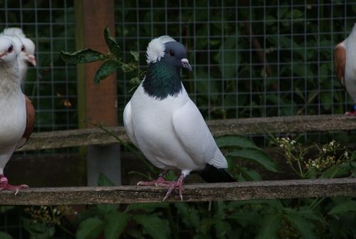 Süddeutsche Mohrenköpfe